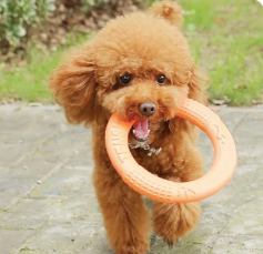 Dog Frisbee Ring | 3-in-1 Training Toy